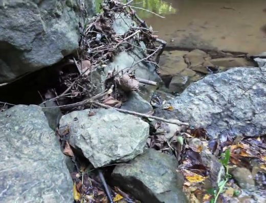 Good Report: Stepping And Helping Pick Up Trash at Cove Spring Park, Frankfort KY