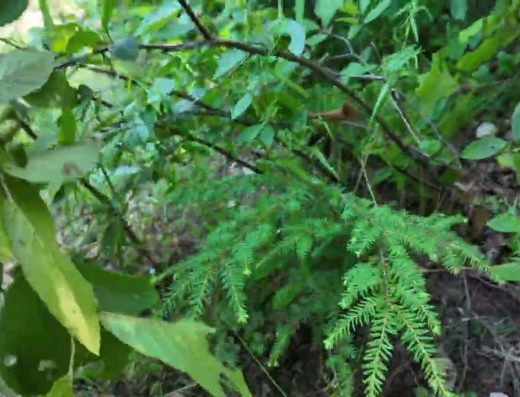 Good Report: Stepping And Helping Pick Up Trash at Craigs Creek Group Area (Campground) London, KY