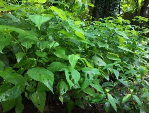 Good Report: Stepping And Helping Pick Up Trash on the Thorobred Trail (2nd), Frankfort KY
