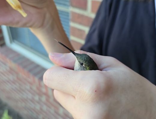 Good Report: Stepping And Saving a Hummingbird in Downtown Lexington, KY