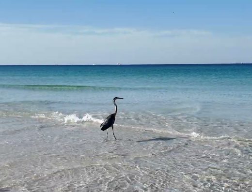 Good Report: Stepping And Helping Pick Up Trash at St. Andrews State Park, Panama City Beach FL